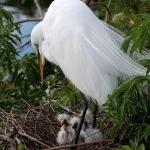 egret-with-chicks