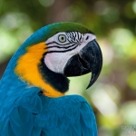parrot-head-art-whitton