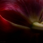 Red Tulip 02