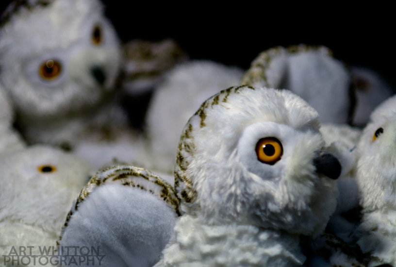 National Zoo - Toy Owls