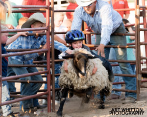 County Fair Photography - Mutton Busting