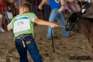 County Fair Photography - 4H Beef Show