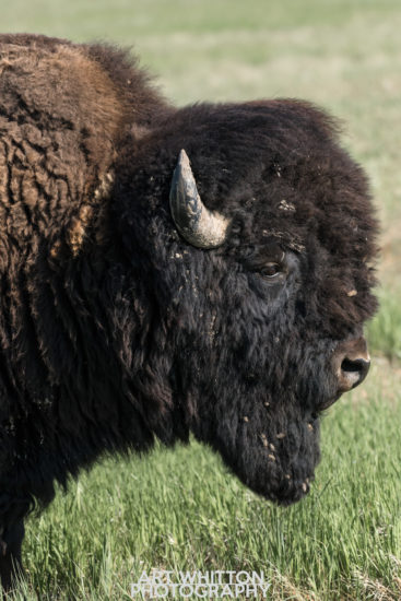 Photographing Badlands National Park Bison