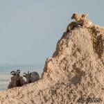 Photographing-Badlands-National-Park_01