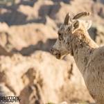 Photographing-Badlands-National-Park_02