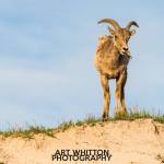 Photographing-Badlands-National-Park_06