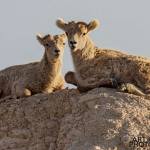 Photographing-Badlands-National-Park_08