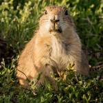Photographing-Badlands-National-Park_09