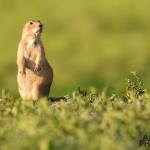 Photographing-Badlands-National-Park_11
