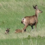 Photographing-Badlands-National-Park_27