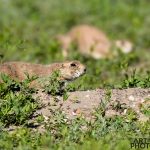 Photographing-Badlands-National-Park_28