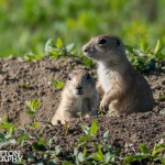 Photographing-Badlands-National-Park_29