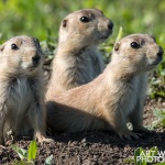 Photographing-Badlands-National-Park_31