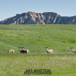 Photographing-Badlands-National-Park_32