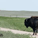 Photographing-Badlands-National-Park_36