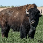 Photographing-Badlands-National-Park_37