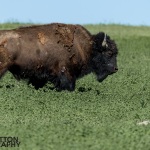 Photographing-Badlands-National-Park_39