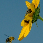 2017-Bugs-09-bee-in-flight