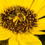 2017-Bugs-20-bee-on-flower-AJW_9818