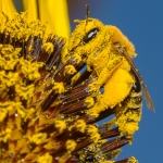 2017-Bugs-21-bee-on-flower-AJW_9699