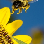 2017-Bugs-23-bee-in-flight
