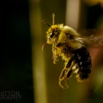 2017-Bugs-25-bee-in-flight