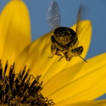 2017-Bugs-27-bee-in-flight