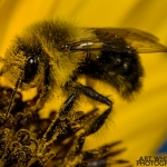 2017-Bugs-28-bee-on-flower