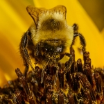 2017-Bugs-32-bee-on-flower