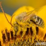 2017-Bugs-33-bee-on-flower
