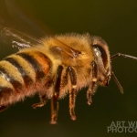 2017-Bugs-39-bee-in-flight