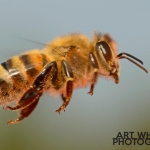 2017-Bugs-40-bee-in-flight