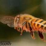 2017-Bugs-41-bee-in-flight