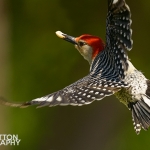 Woodpecker
