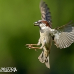House Sparrow
