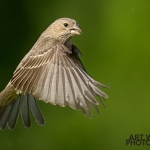 House Sparrow