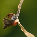 House Finch