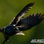 Common Grackle