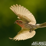House Finch