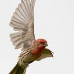 House Finch