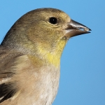 2018-Backyard-Birds-013