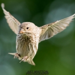 2018-Backyard-Birds-018-_AJW7538