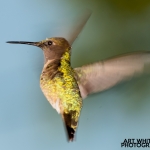 2018-Backyard-Birds-058