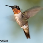 2018-Backyard-Birds-062_AJW4522