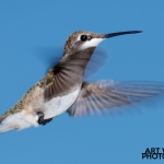 2018-Backyard-Birds-065