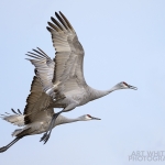 Sandhill Cranes