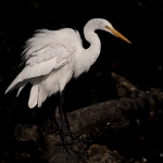 Egret-01