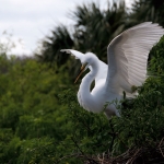 Egret