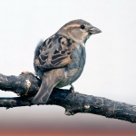 House Sparrow 008