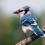 blue-jay